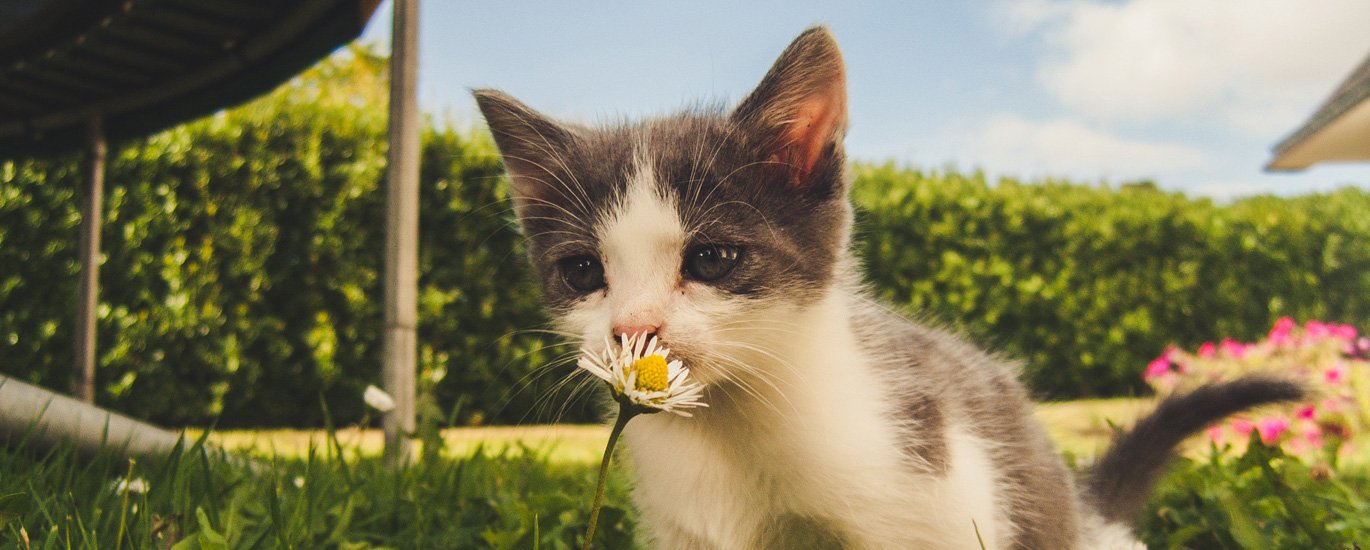 Occaecat excepteur sint  cupidatat non proident, sunt in culpa